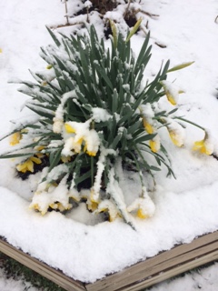 daffodils snow
