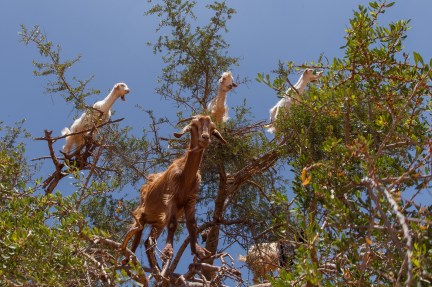 goats-in-trees